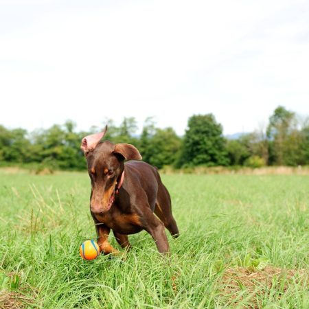 Chuckit! Ultra Rubber Ball Dog Toy, Medium, Orange