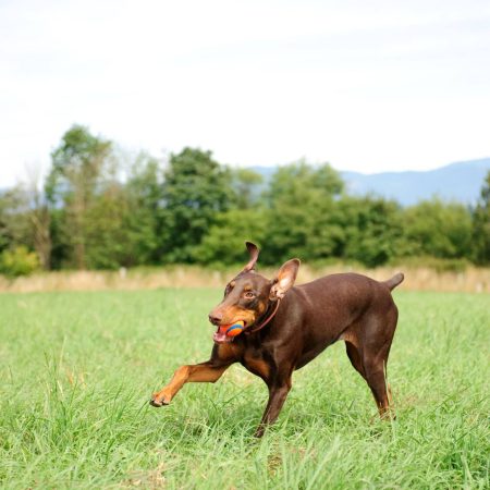 Chuckit! Ultra Rubber Ball Dog Toy, Medium, Orange