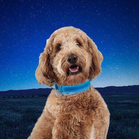 NiteDog Rechargeable LED Blue Dog Collar