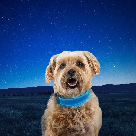 NiteDog Rechargeable LED Blue Dog Collar