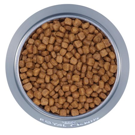 Persian Kitten Cat Food