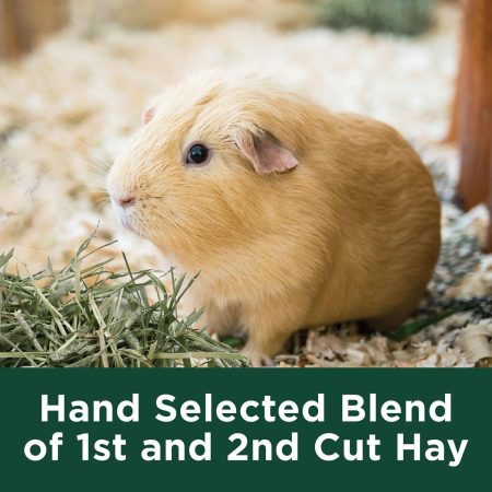 Timothy Hay for Small Animals