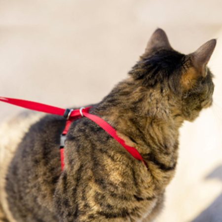 Come With Me Kitty Adjustable Nylon Cat Harness and Bungee Leash Red