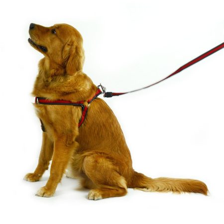 Step-In Red Dog Harness