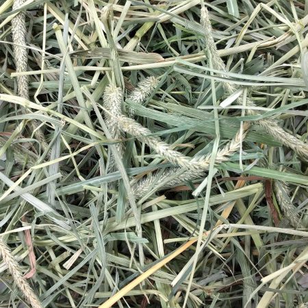 Hay Blends - Western Timothy & Orchard Grass for Small Animals