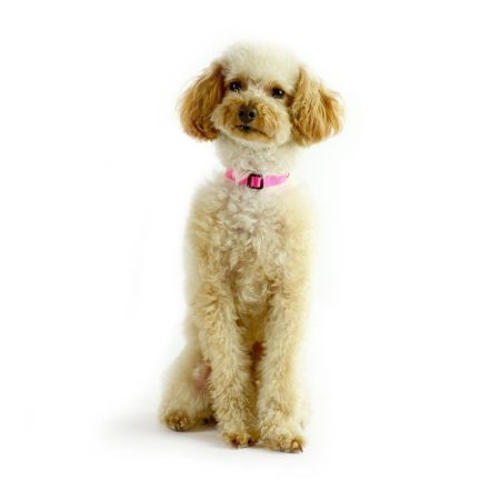 Nylon Adjustable Pink Dog Collar