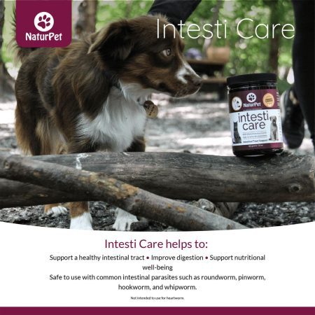 Intesti Care Pet Supplement