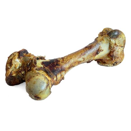 Cured Dino Bone