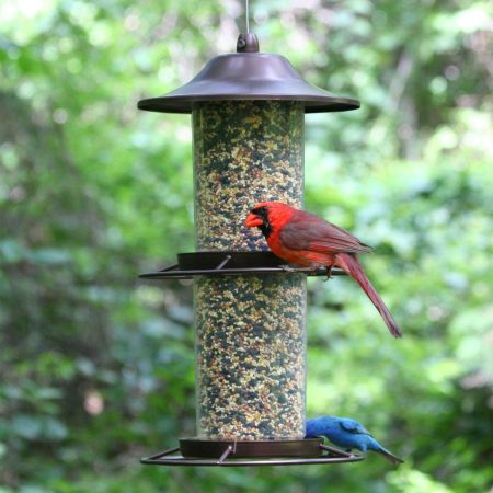 Panorama Wild Bird Feeder