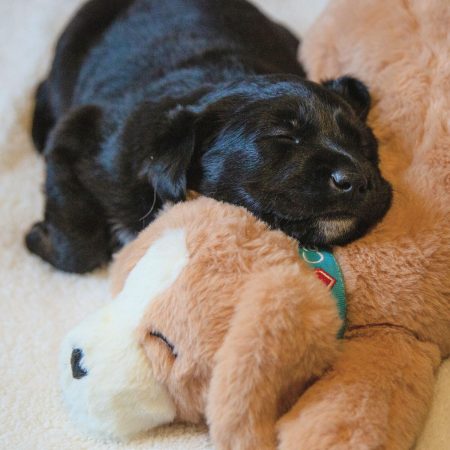 Heartbeat Replacement for Dog Toy