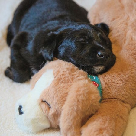 Heat Pack Replacement for Dog Toy