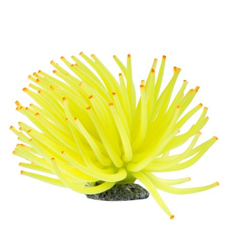 Yellow Anemone