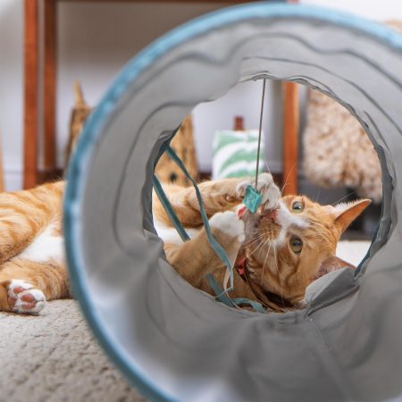 Twinkle Tube Cat Tunnel