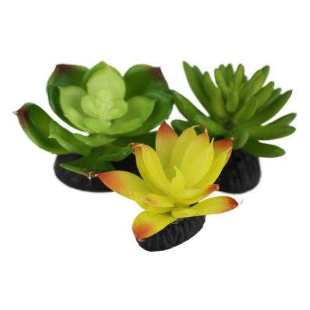 Yellow & Green Succulents