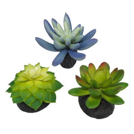 Blue & Green Succulents