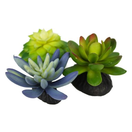 Blue & Green Succulents