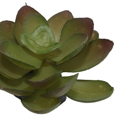 Green Succulents