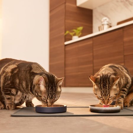 Low Double Wall Navy Feeding Bowl