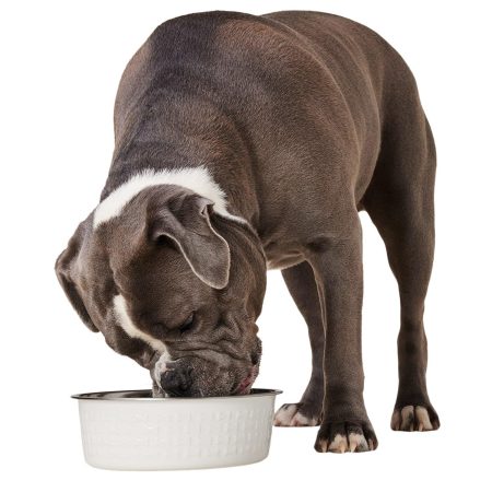 Stainless Steel White Dog Bowl