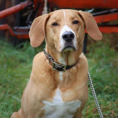 Water and Woods Waterproof Hound Dog Collar Green