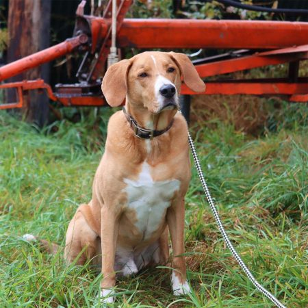 Water and Woods Waterproof Hound Dog Collar Green