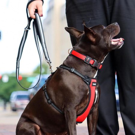 Double Handle Bungee Dog Leash Black