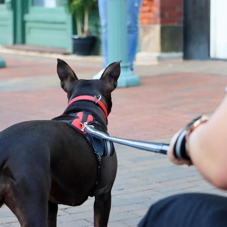 Double Handle Bungee Dog Leash Black