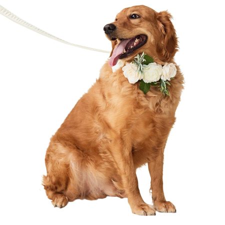 Wedding Ivory Dog Collar & Leash Set