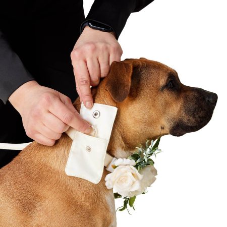 Wedding Ivory Dog Collar & Leash Set