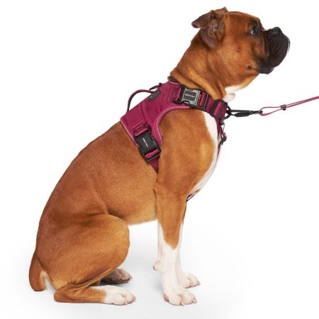 Complete Control Plum Dog Harness