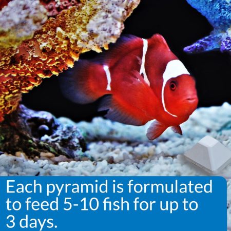 3-Day Pyramid Fish Feeder