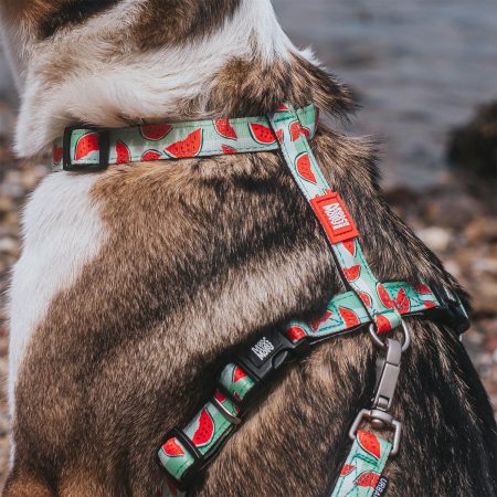 Watermelon Dog H-Harness