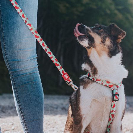 Watermelon Dog H-Harness