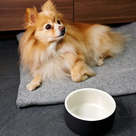 Cool Black Water Bowl