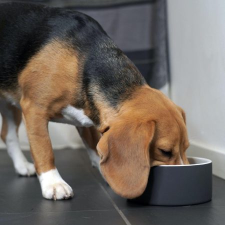 Slow Feed Black Bowl