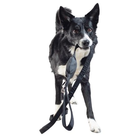 Visibility Dog Leash Black