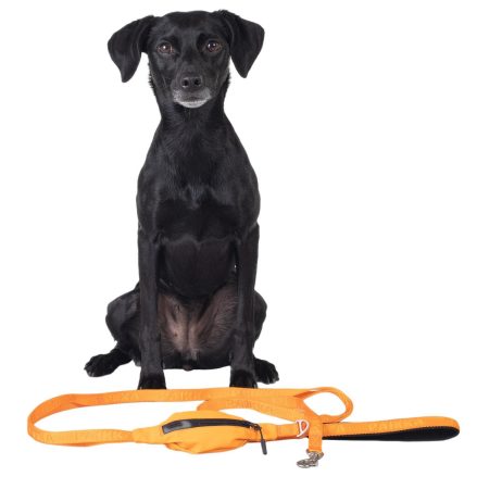 Visibility Dog Leash Orange