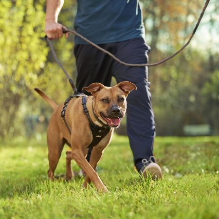 Discover Dog Reflective Rope 3/8in Black & Grey Dog Leash