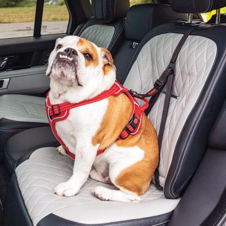 Ultimate Safety Black Tether Dog Seatbelt