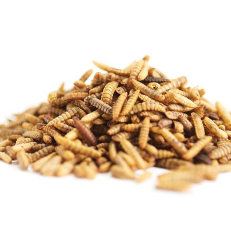 Armstrong Bird Grubs, 500-g