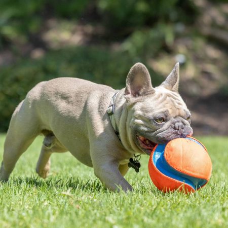 Chuckit! Kick Fetch Ball Dog Toy, Small