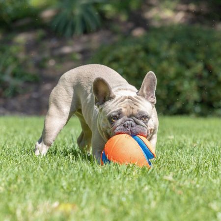 Chuckit! Kick Fetch Ball Dog Toy, Small