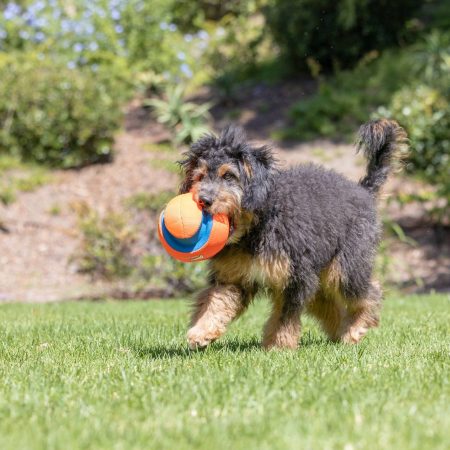 Chuckit! Kick Fetch Ball Dog Toy, Small