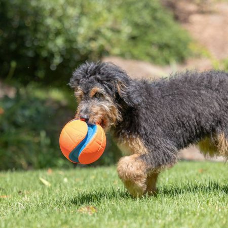 Chuckit! Kick Fetch Ball Dog Toy, Small