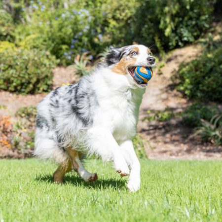 Chuckit! Ultra Squeaker Ball Dog Toy, Large