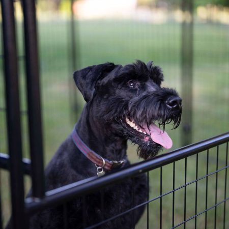 Lucky Dog® STAY Series™ Studio Kennel, Steel Grey, 4-ft x 6-ft