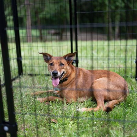 Lucky Dog® STAY Series™ Studio Kennel, Steel Grey, 4-ft x 6-ft