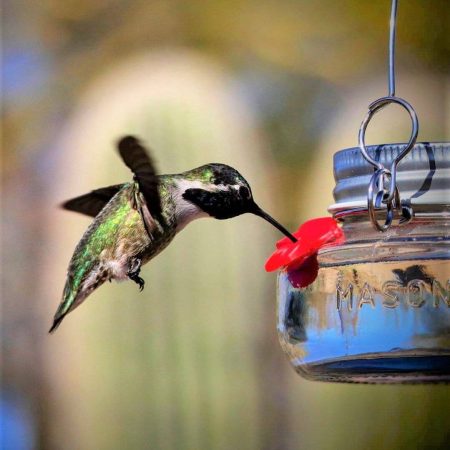 Nature's Way Mason Jar Hummingbird Feeder, 6-oz, Clear