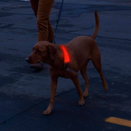 Nite Ize NiteDog Rechargeable LED Collar Cover