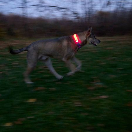 Nite Ize NiteDog Rechargeable LED Collar Cover